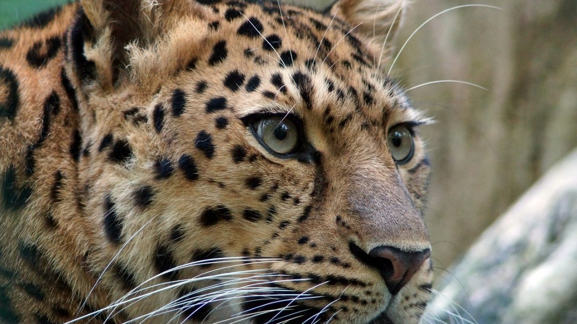 Leader of Leopard Community